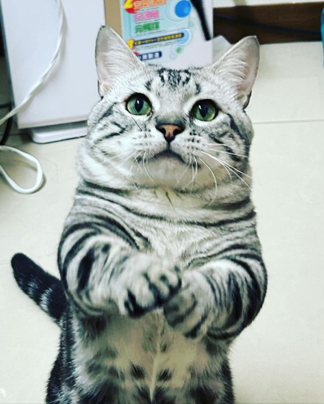 麻麻～要放連假了～妳要帶我去哪玩🥹🥹

#🐱 #🐱❤️ #🐱❤️catslove #🐱🐈 #貓 #貓咪 #貓貓 #貓奴 #貓奴日常 #igcats #igcatsdaily #meow #meowed #meowmeow #貓奴視角 #貓奴生活 #neko #nekostagram #goyangi #ねこ #ねこすたぐらむ #ねこ部 #ねこのいる生活 #고양이 #猫 #猫部 #猫写真