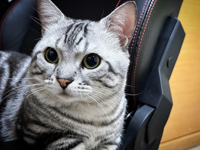 一個想偷吃東西的小賊貓😝
#🐱 #🐱❤️ #🐱❤️catslove #🐱🐈 #貓 #貓咪 #貓貓 #貓奴 #貓奴日常 #igcats #igcatsdaily #meow #meowed #meowmeow #貓奴視角 #貓奴生活 #neko #nekostagram #goyangi #ねこ #ねこすたぐらむ #ねこ部 #ねこのいる生活 #고양이 #猫 #猫部 #猫写真